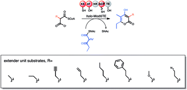 Promiscuity of a modular polyketide synthase towards natural and non-natural extender units