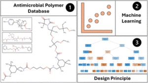 Graphical abstract of selected paper, showing 3 stages of antimicrobial polymer database, machine learning and design principle