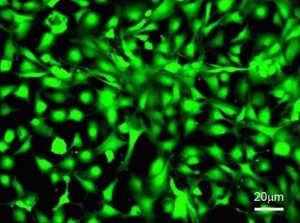 Osteoblasts grown on a 3D biomaterial matrix