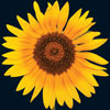 https://blogs.rsc.org/sc/files/2013/06/Small-Sunflower.jpg