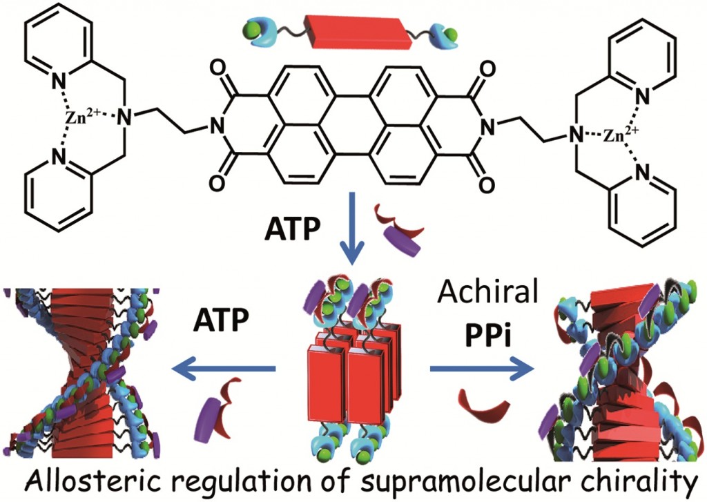 Allosteric Regulation