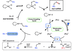 Catalytic cycle for the nickel/phororedox catalysed synthesis of cysteine bioconjugates