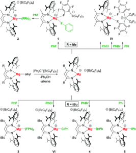 Scheme showing syntheses of Mg-XPh complexes (X = F, Cl, Br, I)