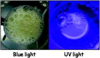 Graphical abstract: Light and temperature bi-responsive emulsion foams