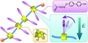 Graphical abstract: Orientational motions in mesogenic polyrotaxane and local mode relaxations of polymer segments in solid state polyrotaxane