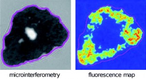 Graphical abstract: Inter-membrane adhesion mediated by mobile linkers: Effect of receptor shortage