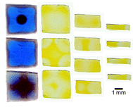 Patterin Formation in hydrogels