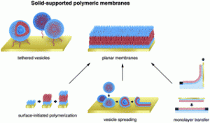 Graphical abstract: Solid-supported polymeric membranes