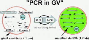 Graphical abstract: Compartment size dependence of performance of polymerase chain reaction inside giant vesicles