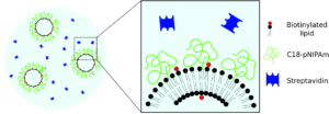 Schematic representation of the individual vesicles with added C18-pNIPAm and added streptavidin before the temperature cycle.