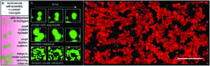 Graphical abstract image for "3D aggregation of cells in packed microgel media". Contains cartoon and microscope images of single cells aggregating, clusters coalescing and clusters creating networks