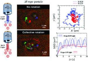 Graphical abstract for "Collective motion of chiral Brownian particles controlled by a circularly-polarized laser beam". Contains no rotation and collective rotation microscopy images and graphs of particles using laser beam
